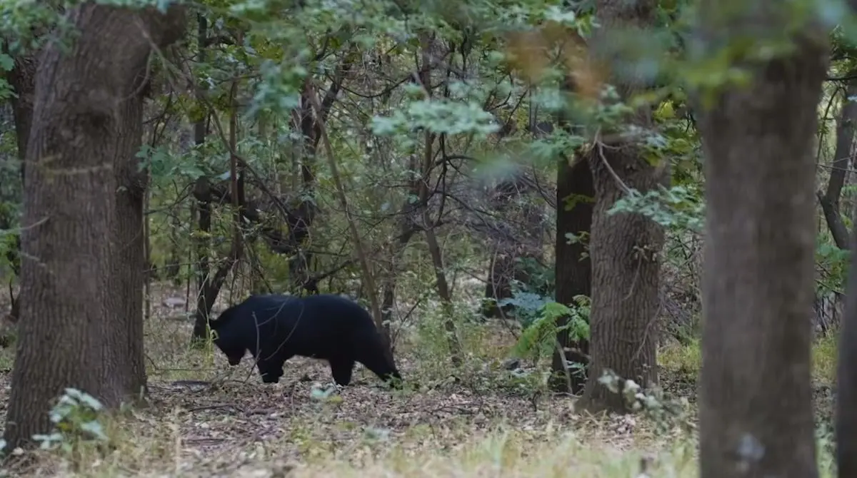 爱配配资 黑龙江鹤岗出现三头黑熊，深夜结伴进村偷食蜂蜜，村民带狗驱赶