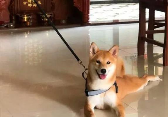 大通证券 柴犬笑脸治愈你每天，养它省心又省钱，咋养才最好？