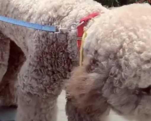 财盛证券 巨贵狗狗学泰迪撒娇，非要主人背，累得她喊腰要断了！